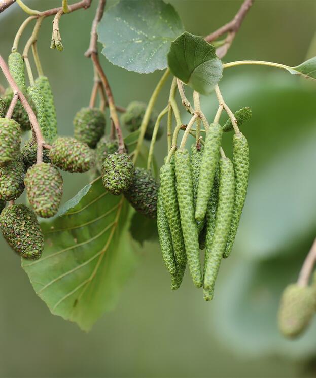 alder tree