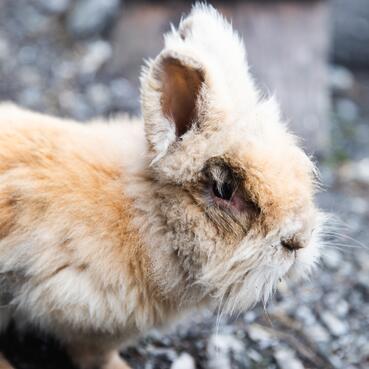 Ein kleiner, langhaariger Hase sitzt auf dem Boden vor einer Berghütte im Salzburger Land.