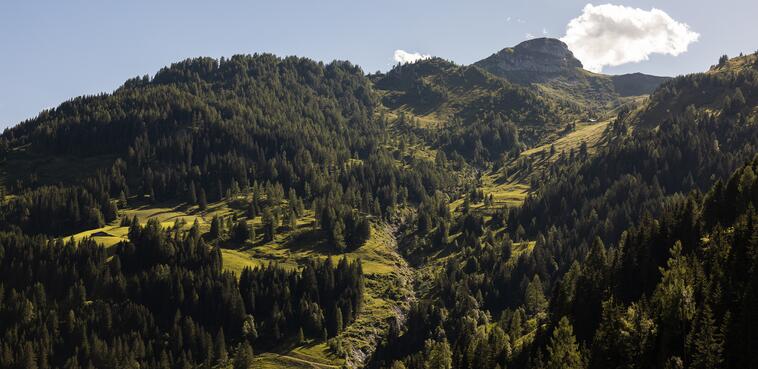 Eine malerische Berglandschaft mit Bäumen und Gras rund um die Berghütte im Salzburger Land.