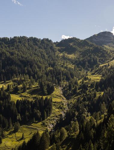 Eine malerische Berglandschaft mit Bäumen und Gras rund um die Berghütte im Salzburger Land.
