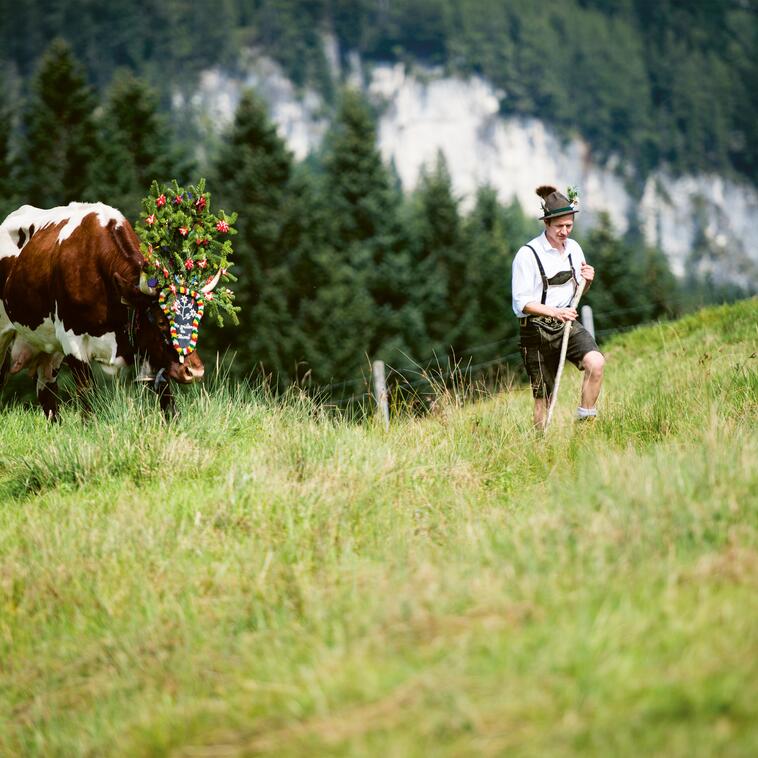 Mann im traditionellen Outfit führt geschmückte Kuh durch Wiese im Aktivhotel Salzburger Land. | © SalzburgerLand Tourismus