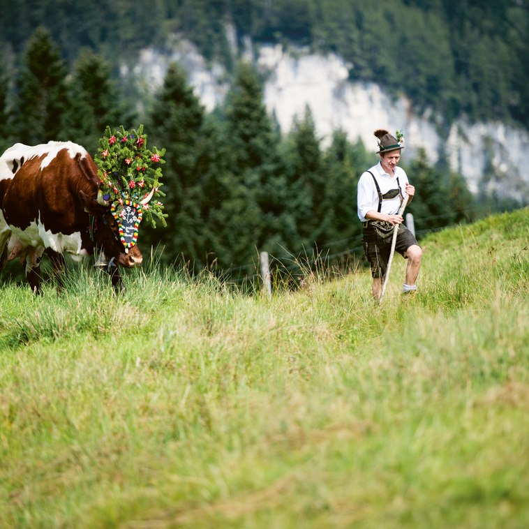 Mann im traditionellen Outfit führt geschmückte Kuh durch Wiese im Aktivhotel Salzburger Land. | © © SalzburgerLand Tourismus