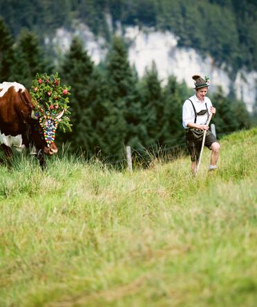 Mann im traditionellen Outfit führt geschmückte Kuh durch Wiese im Aktivhotel Salzburger Land. | © SalzburgerLand Tourismus