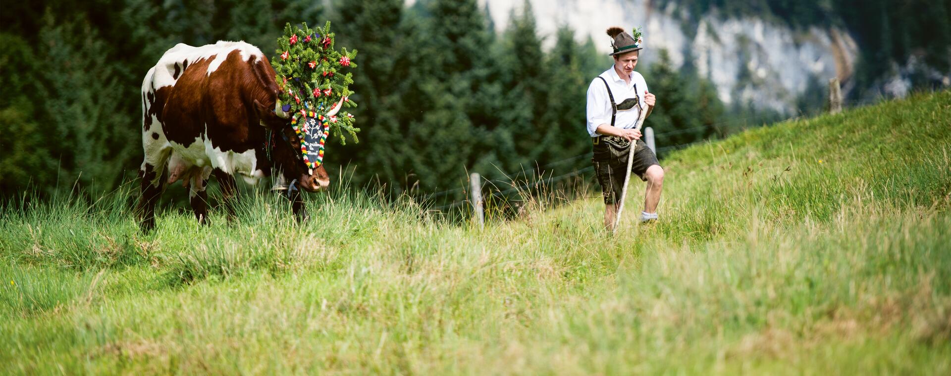 Mann im traditionellen Outfit führt geschmückte Kuh durch Wiese im Aktivhotel Salzburger Land. | © SalzburgerLand Tourismus