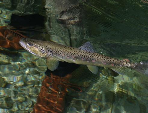 Bachforelle im klaren Wasser, ideal für Fliegenfischen im Salzburger Land | © TVB Großarltal