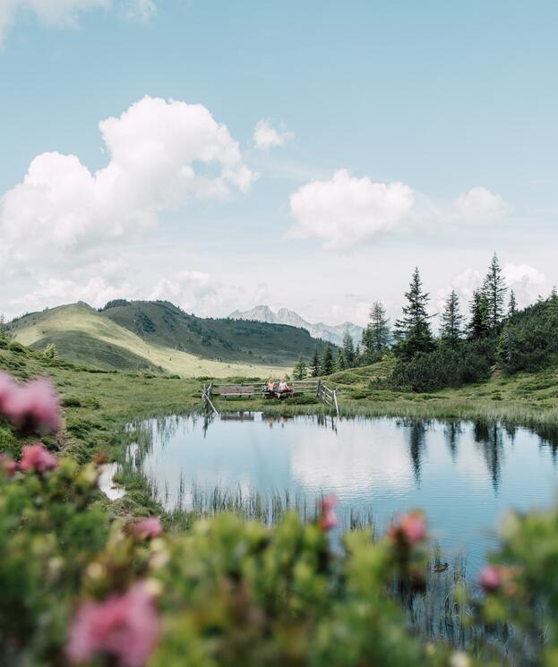 Sommerliche Landschaft im Salzburger Land mit blühenden Blumen und Bergen. | © SalzburgerLand Tourismus