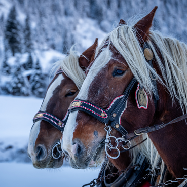Pferdeschlittenfahrt im winterlichen Großarltal